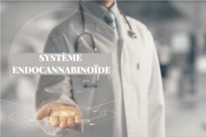 Lire la suite à propos de l’article Le système endocannabinoïde (SEC)